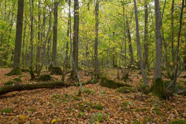 İsveç 'teki doğal yaprak döken bir ormanda sonbahar.