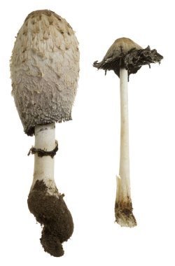Shaggy mürekkep kapağı, Coprinus koması beyaz arka planda izole edilmiş. 
