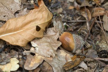 Sonbaharda yapraklar arasında meşe palamudu yakın çekim