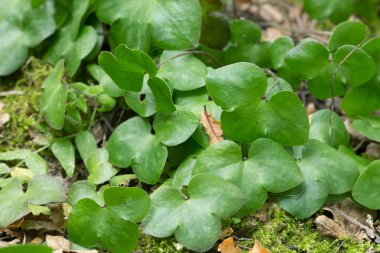 Karaciğer otu, Hepatica Nobilis yaprakları