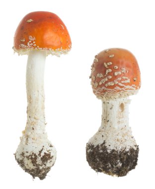 Amanita muscaria beyaz arka planda izole edilmiş.