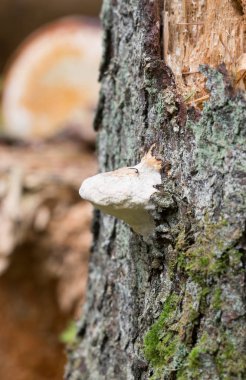 Ahşap üzerinde büyüyen çoklu gözeneklerin yakın çekimi