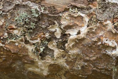 Köknar ağacında yetişen mantarlar