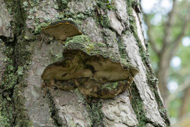 Çam ağacında yetişen Porodaedalea pini