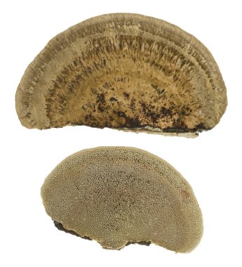 İnce duvarlı labirent çokgözeneği, Daedaleopsis konçertosu beyaz arka planda izole edilmiş.