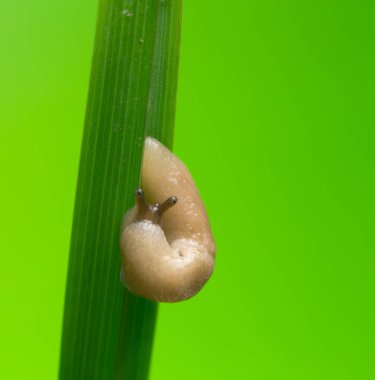 Gri alan sümüklü böceği, Deroceras çim bıçağında anlaşır, fotoğrafta da kopyalanır.