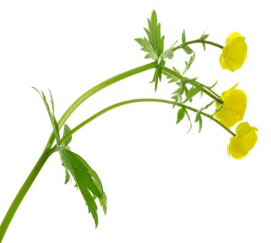 Globeflower, Trollius europaeus beyaz arka planda izole edildi