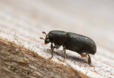 Bark beetle, Hylastes beetle on wood clipart