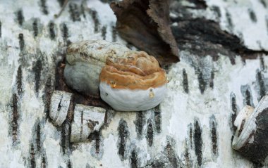 Huş ağacında büyüyen çoklu gözenekler