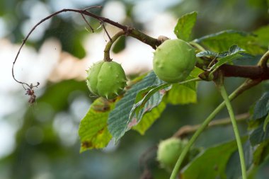 At kestanesi dalı, meyveli Aesculus hipocastanum.