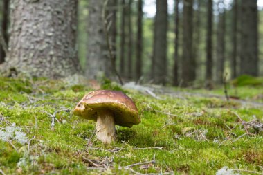 Kral Bolete, Boletus Edulis kozalaklı ormanda yosunlar arasında büyüyor.