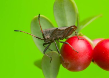 Dock bug, Coreus marginatus inek üzümü bitkisi üzerine