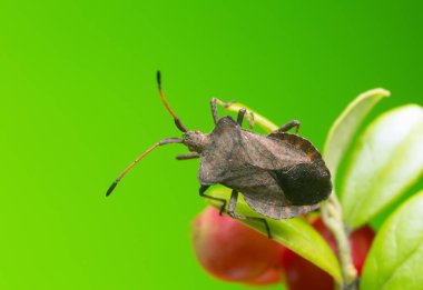Dock bug, Coreus marginatus inek üzümü bitkisi üzerine