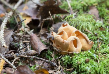 Otidea mantarlarının büyümesine yakın çekim 