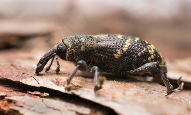 Snout beetle (Hylobius abietis) macro photo clipart