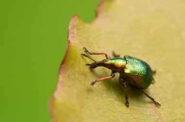 Yaprak saran buğday biti, Byctiscus yapraklı betulae