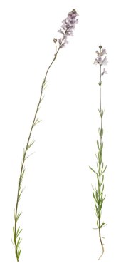 Solgun Toadflax, Linaria beyaz arka planda izole edilmiş bitkilere tövbe ediyor