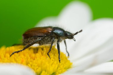 Bir bahçe tırmığının makro fotoğrafı, öküz gözü papatyasında filopertha horticola, fotoğrafta kopyalanmış alan.
