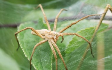 Yaprağın üzerinde bebek ağı örümceği Pisaura mirabilis