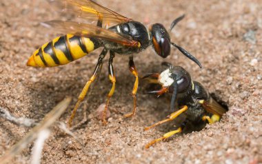 Saldırgan Avrupalı arı kurdu, Philanthus Triangulum kum üzerinde