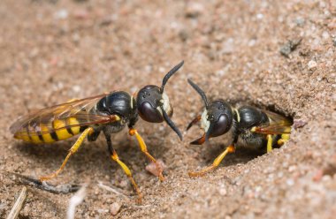 Saldırgan Avrupalı arı kurdu, Philanthus Triangulum kum üzerinde