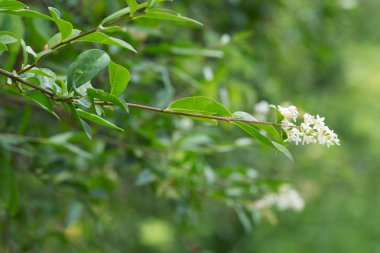 Çiçek açan bir mahrem yerin kapanışı. 