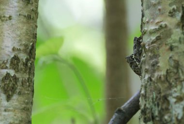 Çiftleşen beyaz bulutlu uzun boynuzlu böcek, fındık ağacında Mesosa nebulosa
