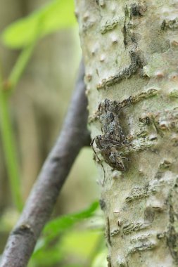 Çiftleşen beyaz bulutlu uzun boynuzlu böcek, fındık ağacında Mesosa nebulosa