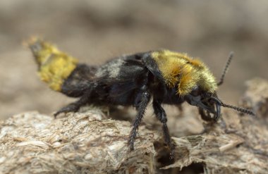 Rove beetle, Emus hirtus inek gübresi üzerinde