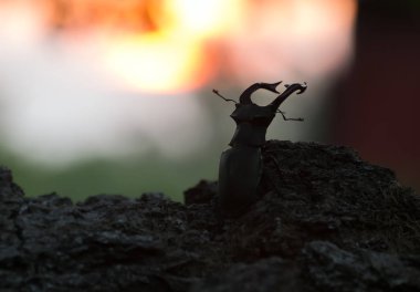 Erkek geyik böceği, Lucanus cervus tahtada