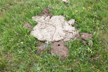 Boynuzlu bok böceğinin izini sürerken, Copris Lunaris inek gübresinin yanında.