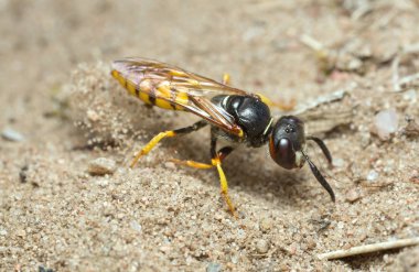 Avrupa Arı Kurdu, Philanthus Triangulum Kumda kazı yapıyor