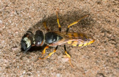 Avrupa Arı Kurdu, Philanthus Triangulum kum üzerinde