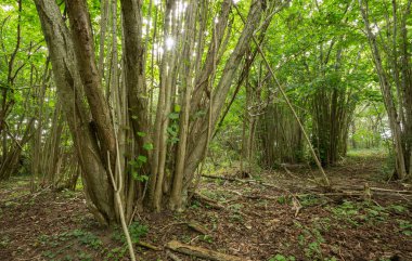 Yaşayan ve kuru odunları olan Hazel ağaçları, nesli tükenmekte olan birçok böcek için bu tür bir çevre önemlidir.