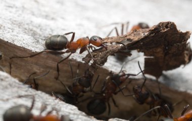 Ahşap karınca, formika yuvaya odun parçası getiriyor.