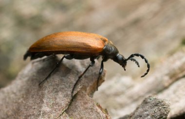 Darkling beetle, Pseudocistela ceramboides on tree, macro photo clipart