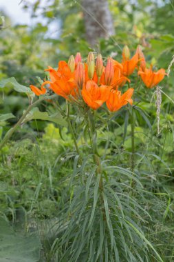 Açan kaplan zambağı zambağı soğanı