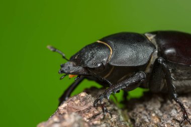 Erkek bir geyik böceğinin Macro fotoğrafı, Lucanus Cervus tahtada.