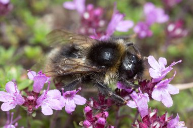Yaban arısı kekik ile besleniyor