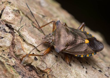 Tahtadaki bir kalkanböceğinin makro fotoğrafı