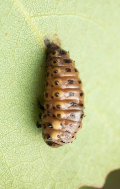 Yaprağın üzerinde böcek pupası