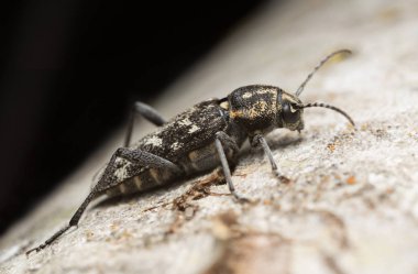 Gri kaplan uzun mısırlı beelte, Çam ağacında Xylotrechus rusticus 