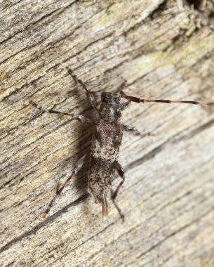 Longhorn böceği, akanthocinus griseus çam ağacında