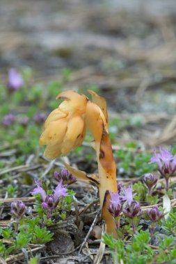 Hollandalı 'nın piposu, Monotropa hipopityleri çilli kekik arasında yetişiyor, kuru ortamda Thymus serpillum.
