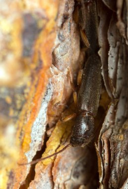 Çam ağacında çiftleşen Nothorhina muricata