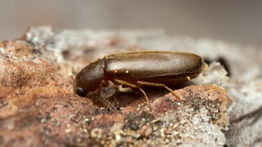 Çam kabuğunda Rushia parreyssii