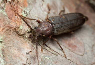 Arhopalus Rusticus 'un parazitli Macro fotoğrafı. 