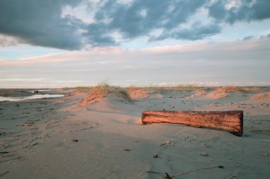 Sahilde dalgaların karaya attığı odun