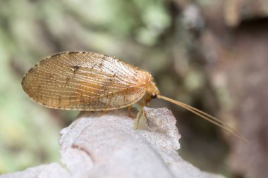 Kahverengi dantel kanat, Hemerobiidae, makro fotoğraf