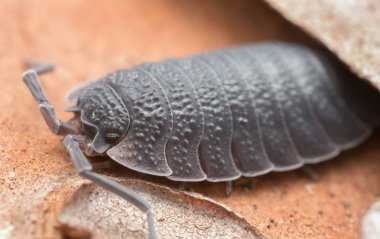 Çam kabuğundaki bir orman bitinin makro fotoğrafı.
